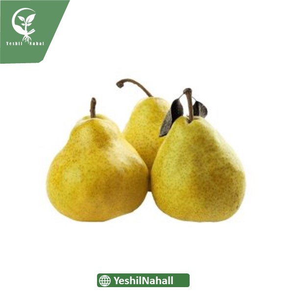 نهال گلابی دوچی پیوندی